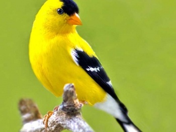 kanar